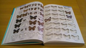 2011オリジナル・カレンダー　蝶類図鑑切り取られたページ